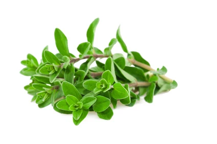 Majeranek